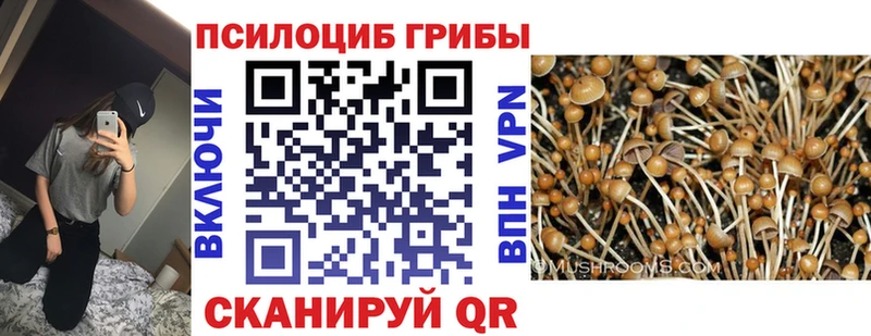 Галлюциногенные грибы Psilocybe  как найти   Артёмовск 